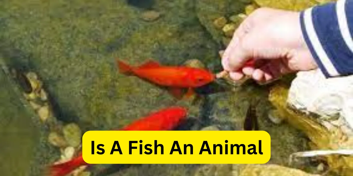Is A Fish An Animal